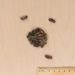 Légumes Secs - Haricot Nain Vert Triomphe de Farcy - MEDIA_3D